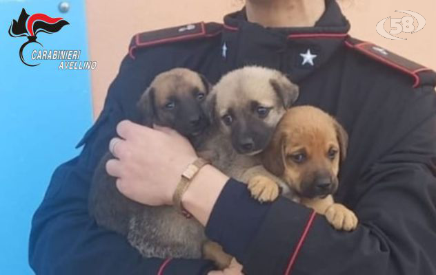Carabinieri soccorrono tre cuccioli abbandonati