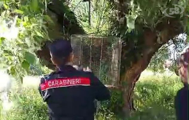 Chiuso in una orrenda e angusta gabbia, i Carabinieri Forestali salvano un gheppio