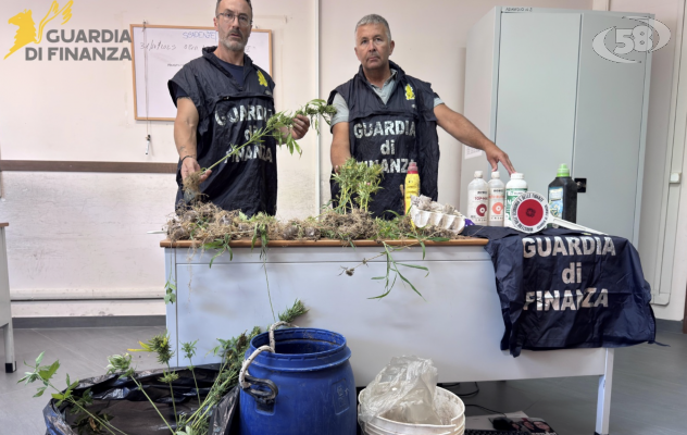 Sequestrata piantagione di marijuana nel montorese