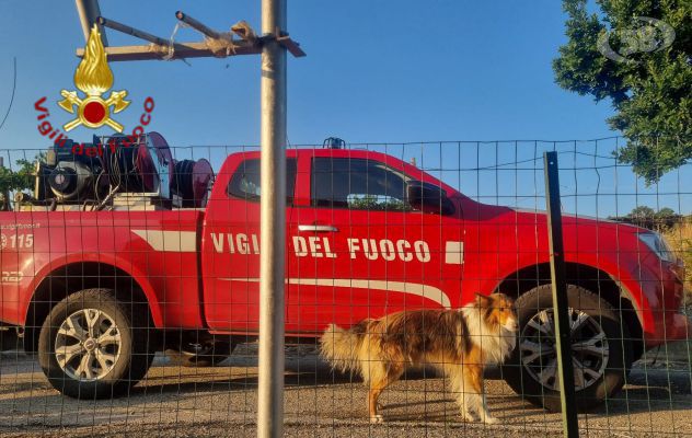 Cane incastrato liberato dai Vigili del Fuoco