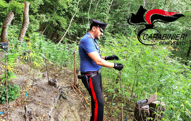  Piantagione di marijuna in un bosco e laboratorio artigianale a casa, coppia arrestata