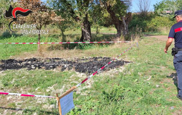 Brucia la lana di un intero gregge: scattano denuncia e sequestro
