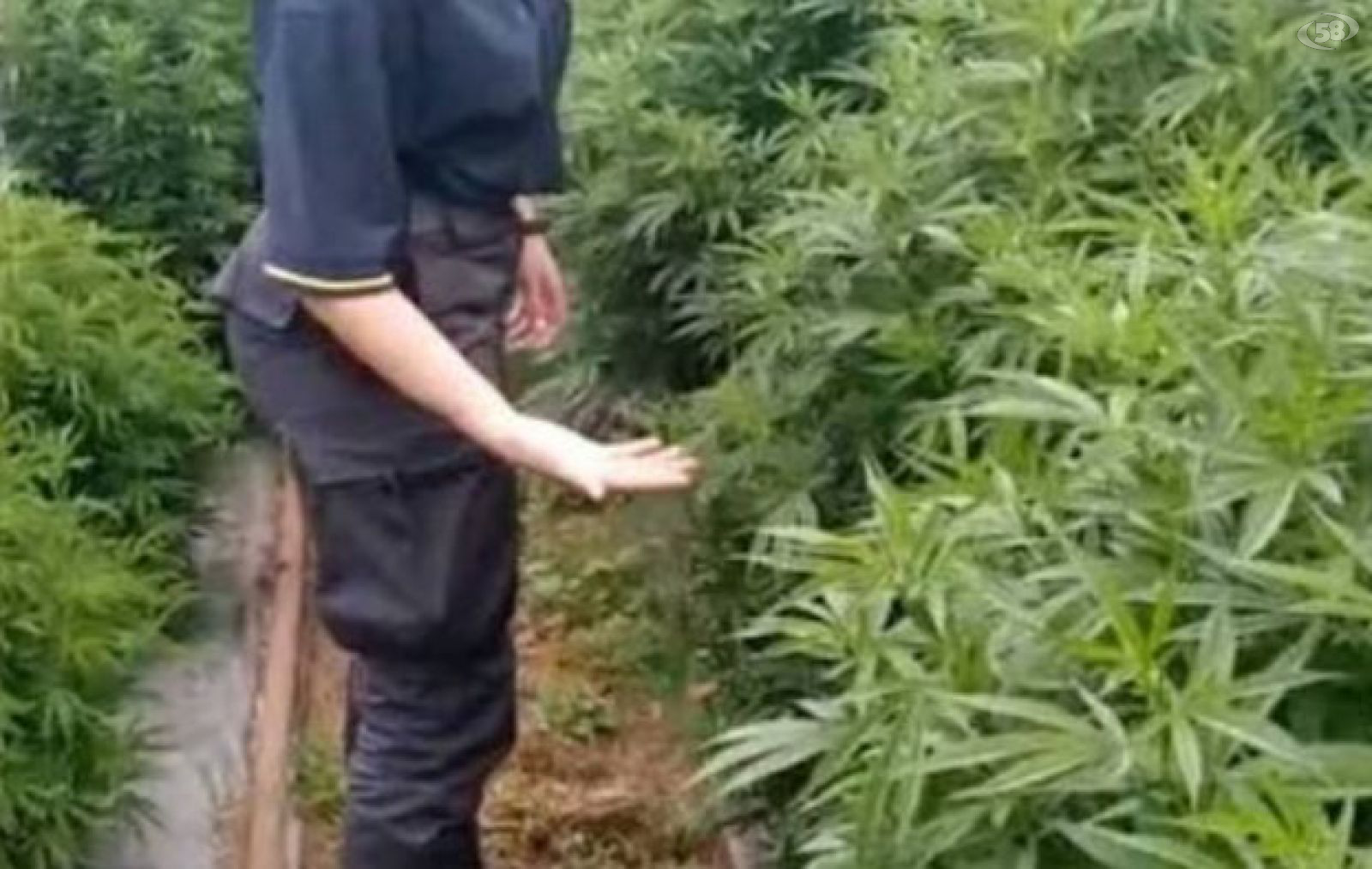 Piante di marijuana nei boschi, blitz della Finanza nel montorese