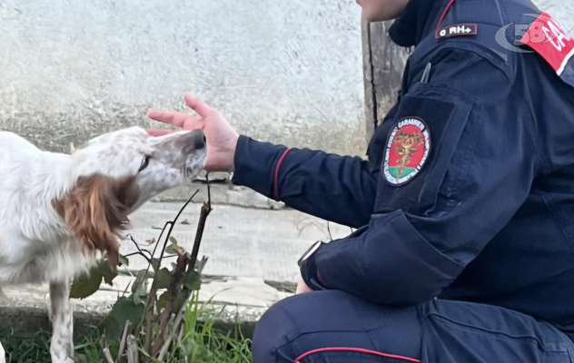 Carabinieri denunciano una persona per maltrattamenti di animali
