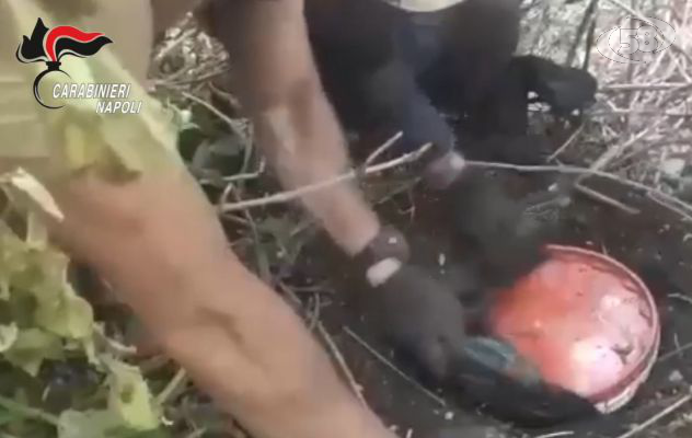 Lotta al narcotraffico, i Carabinieri sequestrano 1 tonnellata e mezza di cannabis tra la vegetazione dei Monti Lattari