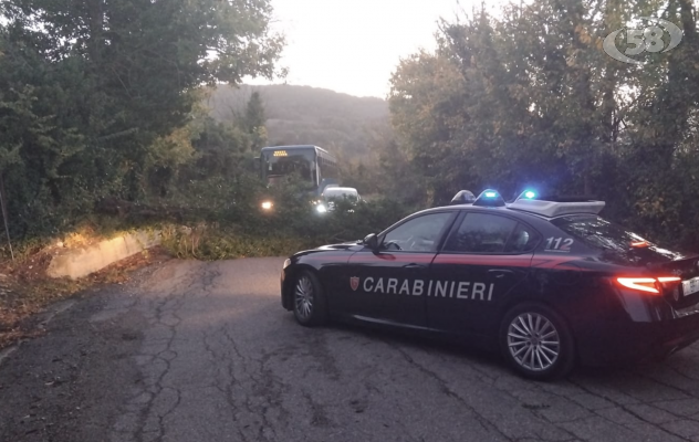 Albero sulla carreggiata, intervento dei Vigili del Fuoco