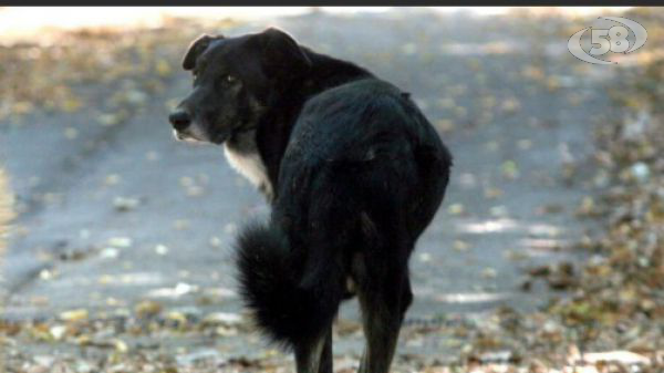 Animali in difficoltà soccorsi a Benevento, ottimo lavoro della Guardia Forestale ODV per la tutela dei nostri amici 