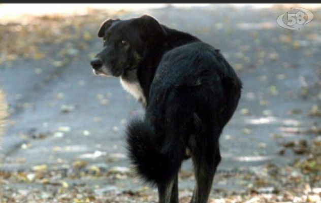 Animali in difficoltà soccorsi a Benevento, ottimo lavoro della Guardia Forestale ODV per la tutela dei nostri amici 