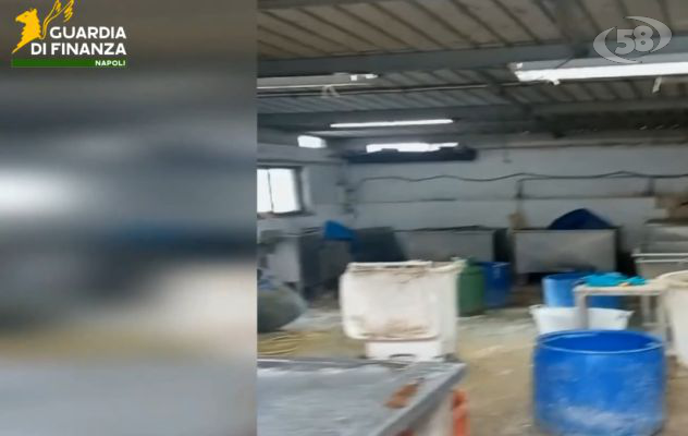 La Finanza scova un laboratorio clandestino per la lavorazione della carne. Sequestrata una tonnellata di frattaglie/VIDEO