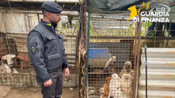 La Finanza scopre un allevamento abusivo di cani di razza, in pessime condizioni igienico sanitarie/VIDEO