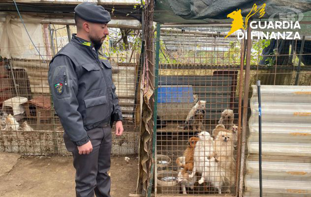 La Finanza scopre un allevamento abusivo di cani di razza, in pessime condizioni igienico sanitarie