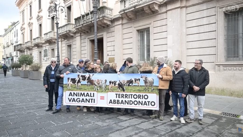 Animali vaganti, territorio abbandonato: la protesta di Monteverde e Aquilonia