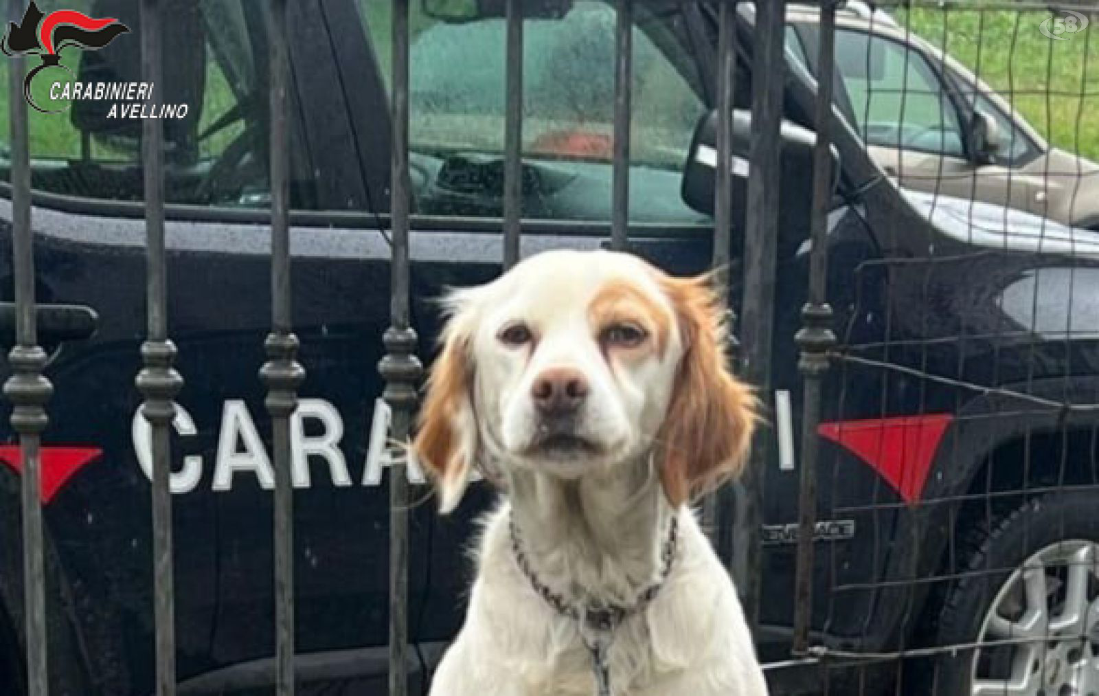 I Carabinieri denunciano 3 persone per maltrattamento di animali