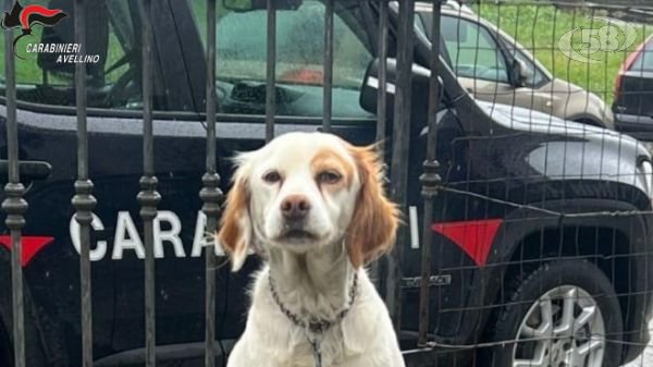 I Carabinieri denunciano 3 persone per maltrattamento di animali