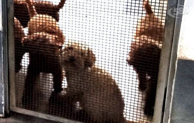 Barboncini toy costretti a vivere in spazi angusti e tra liquami ed escrementi: blitz dei Carabinieri/VIDEO