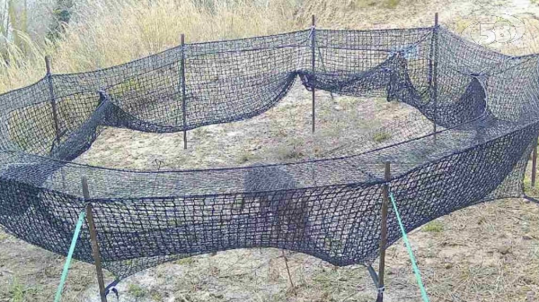 Cinghiale catturato ad Ariano: prosegue il monitoraggio del territorio