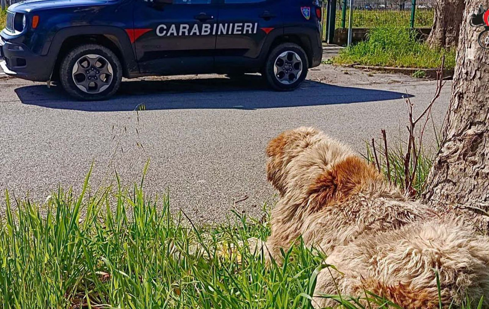 Cane maltrattato, i carabinieri denunciano il proprietario