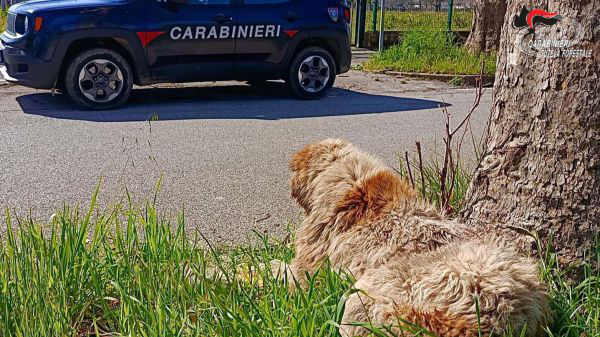 Cane maltrattato, i carabinieri denunciano il proprietario