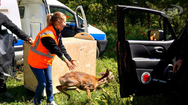Capriolo salvato e rimesso in libertà: sensibilità e professionalità del personale veterinario Asl, Criuv di Napoli e Carabinieri