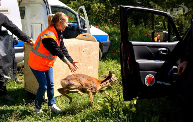 Capriolo salvato e rimesso in libertà: sensibilità e professionalità del personale veterinario Asl, Criuv di Napoli e Carabinieri