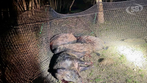 Emergenza cinghialil, Asl in campo: catturati e abbattuti 62 ungulati