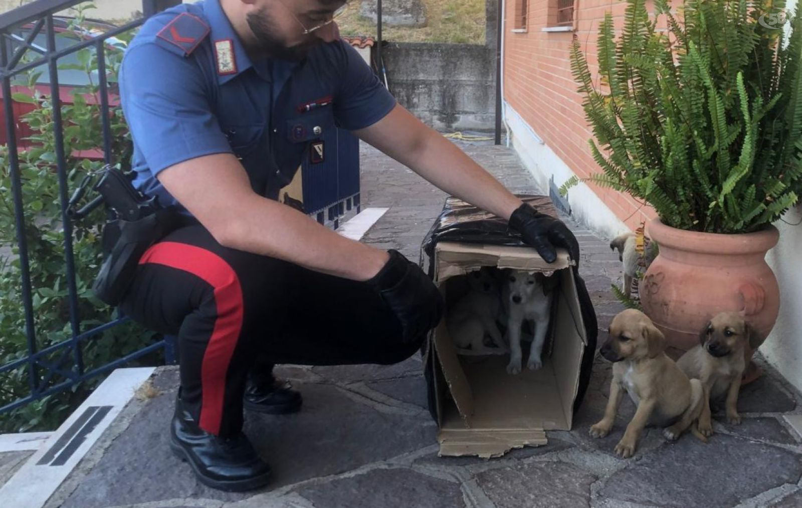 Carabinieri soccorrono cinque cuccioli abbandonati, salvandoli da probabile tragica fine
