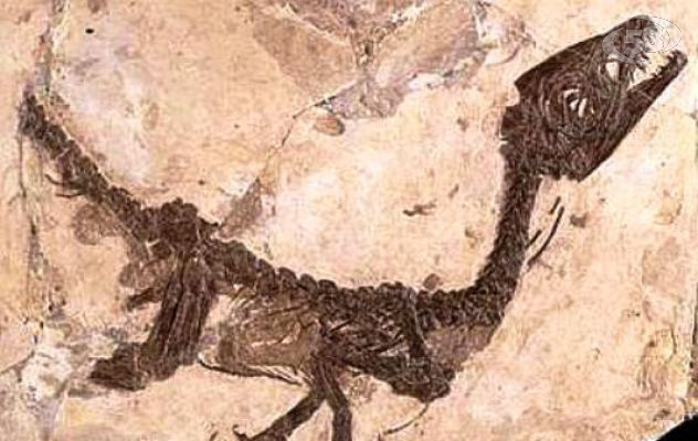 Benevento e Pietraroja capitali europee della paleontologia