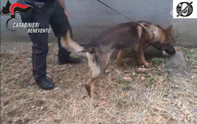 Task force contro la droga, Carabinieri in campo: scovato un 42enne. Nei guai anche una donna 