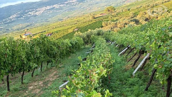 Tromba d’aria a Castelvenere, danni ai vigneti. Verrillo: “Raccolto compromesso in alcune aree”