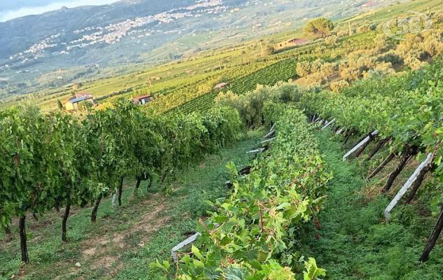 Tromba d’aria a Castelvenere, danni ai vigneti. Verrillo: “Raccolto compromesso in alcune aree”