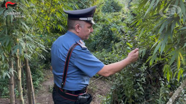 Operazione "Silva Densa": due arresti e una piantagione sequestrata