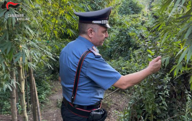 Operazione "Silva Densa": due arresti e una piantagione sequestrata