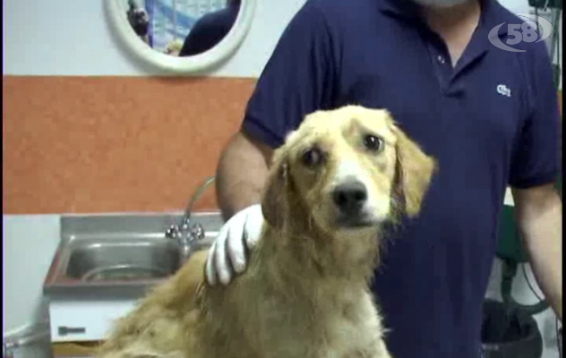 Ariano, cane rischia di morire per l'afa: salvato dai Vigili Urbani/VIDEO