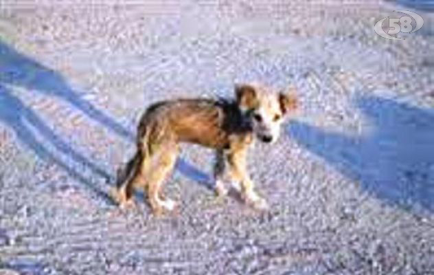 Grottaminarda, due cani abbandonati sull'autostrada messi in salvo dalla PolizIa