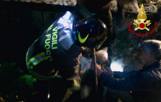 Cane intrappoltato in un cuniculo: salvato dai Vigili del Fuoco