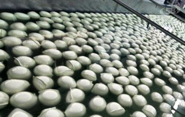 Sequestrati 42 chili di latticini "illegali", denunciato 23enne