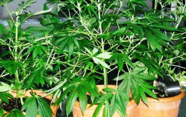 Coltivava marijuana sul balcone: nei guai 39enne avellinese