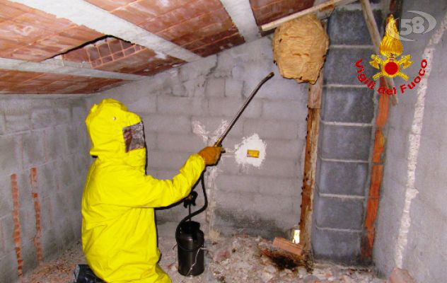 Allarme calabroni, Vigili del fuoco intervengono  a Conza