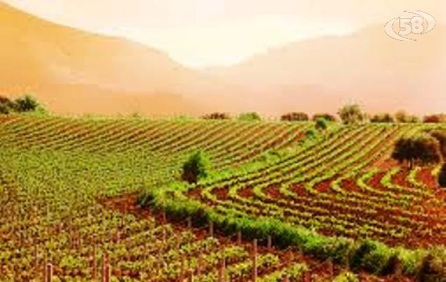 Agro-alimentare, istituito tavolo di coordinamento