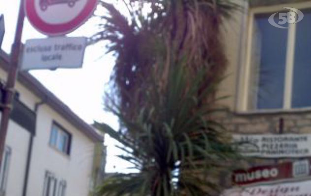Fontanarosa, via la palma. Il Pd attacca l'assessore: ''Fa scempio del verde pubblico''