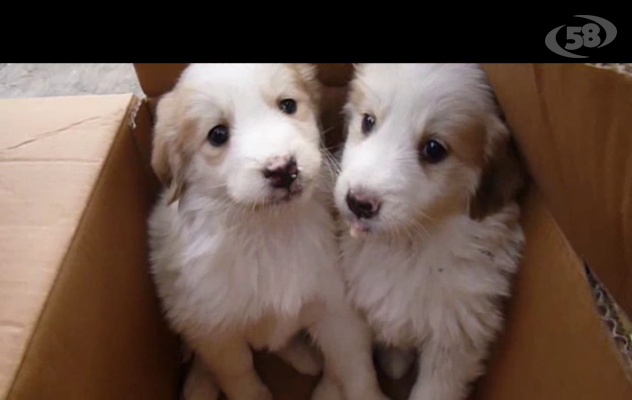 Ariano, cuccioli abbandonati vicino ai cassonetti/VIDEO