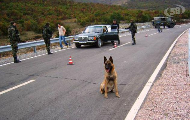 Barol, il cane soldato morto ad Ariano. I sospetti dell'Enpa: malasanità veterinaria