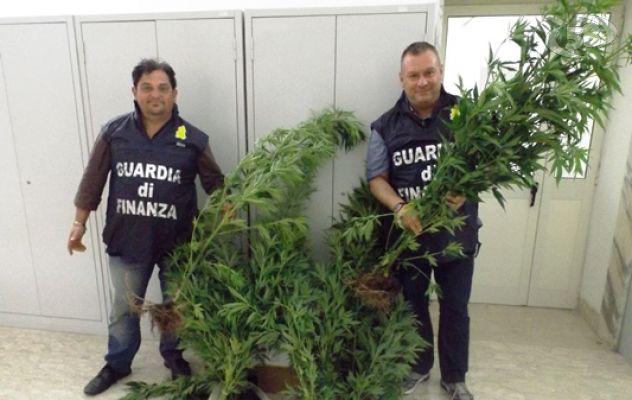 Marijuana piantata in un terreno incolto, sequestro della Finanza di Benevento