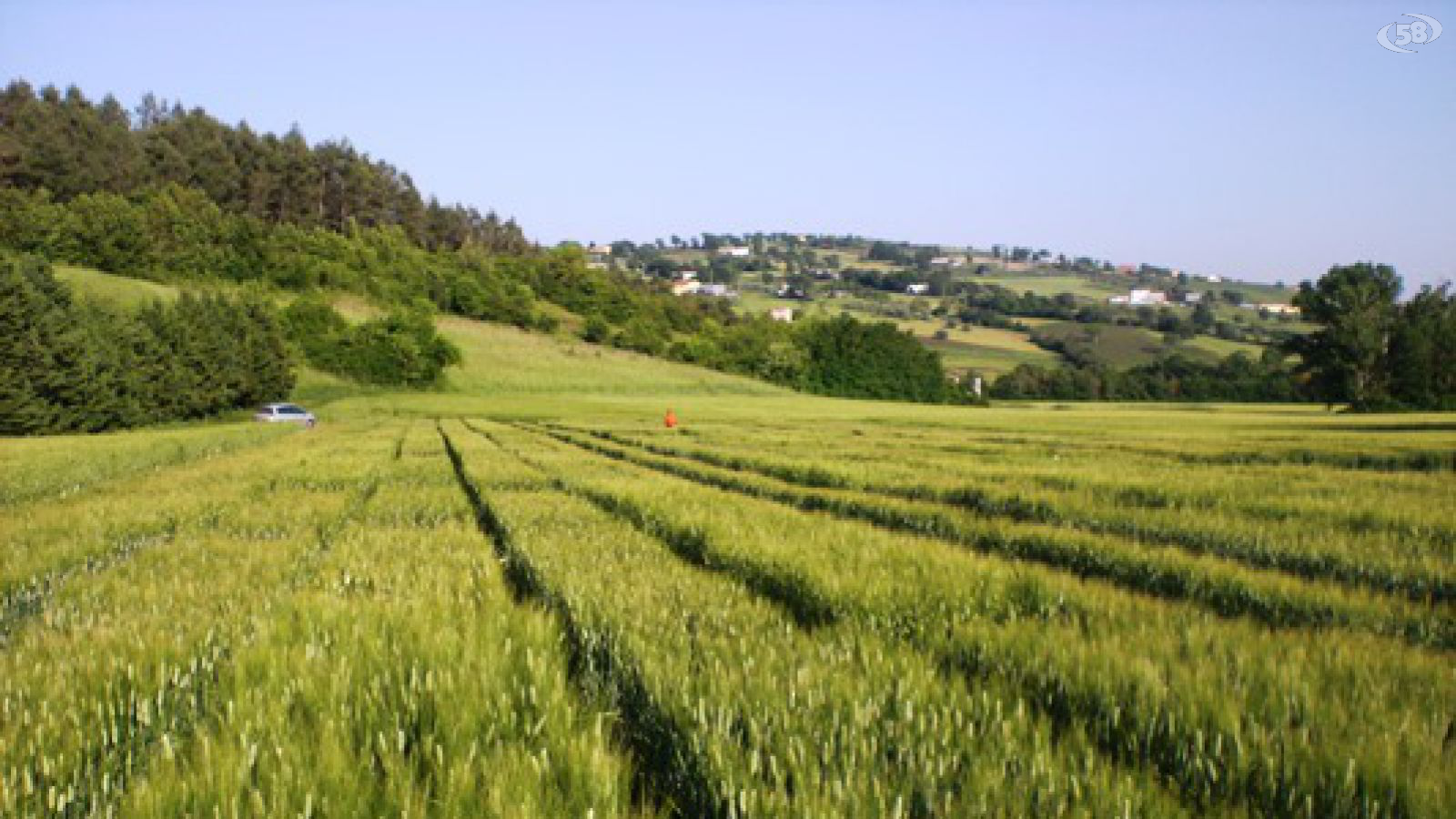 grano aureo