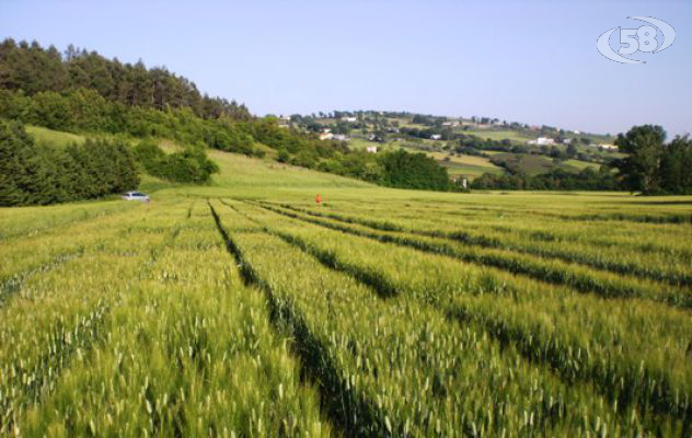 "Grano aureo", nel progetto di filiera anche comuni dell'Ufita e dell'Alta Irpinia