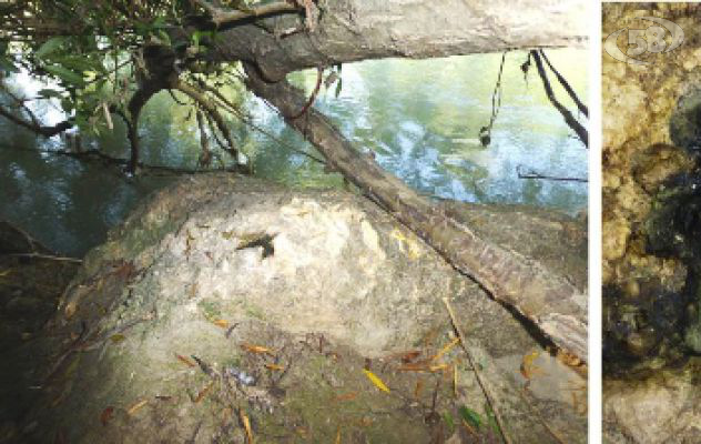 Fiume  Calore, confermata la presenza della lontra 