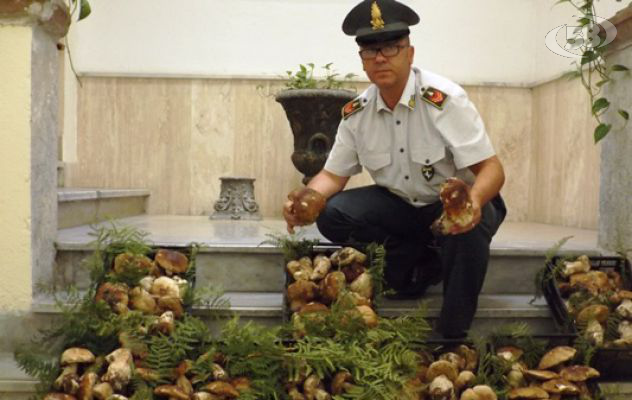 Benevento, la Finanza sequestra 29 chili di funghi 