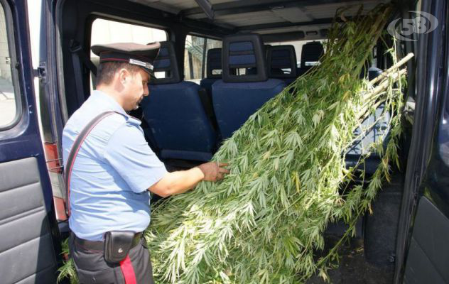Taurasi, sequestrata piantagione di Marijuana