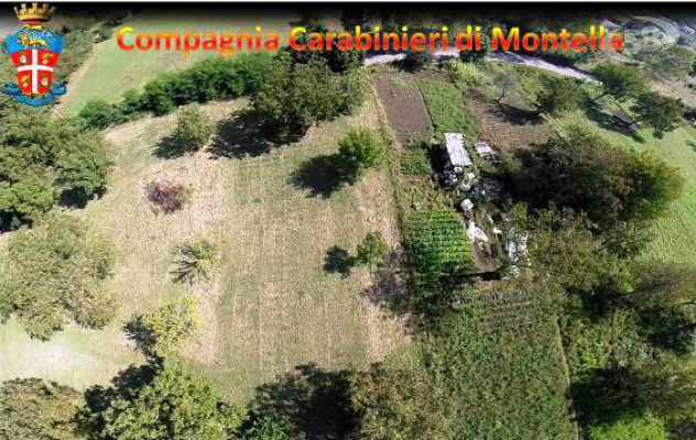 Scoperta col drone piantagione di canapa indiana, denunciato 44enne