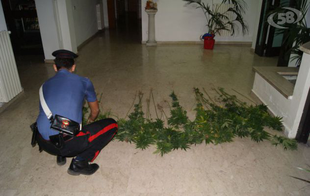 Il drone dei Carabinieri colpisce ancora: scovata piantagione di canapa